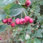 Attēlu rezultāti vaicājumam “Cotoneaster multiflorus fruit”
