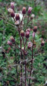 Attēlu rezultāti vaicājumam “Erigeron acris flower”