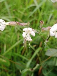 Attēlu rezultāti vaicājumam “Silene nutans flower”