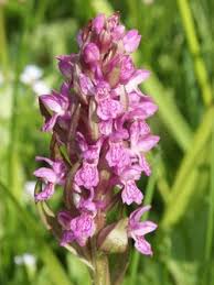 Attēlu rezultāti vaicājumam “Dactylorhiza cruenta leaf”