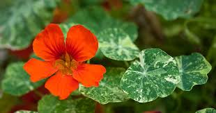 Image result for Tropaeolum majes