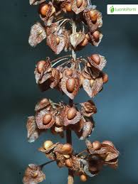 Attēlu rezultāti vaicājumam “Rumex crispus fruit”