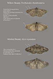 Attēlu rezultāti vaicājumam “Alcis repandata”