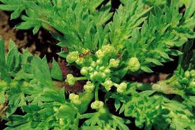 Attēlu rezultāti vaicājumam “Enteridium liceoides”