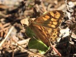 Attēlu rezultāti vaicājumam “Pararge aegeria”