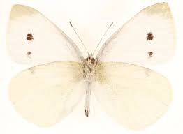 Attēlu rezultāti vaicājumam “Pieris rapae”