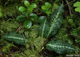 Attēlu rezultāti vaicājumam “Goodyera repens leaf”