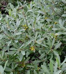 Attēlu rezultāti vaicājumam “Myrica gale fruit”