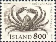 Image result for Hyas araneus