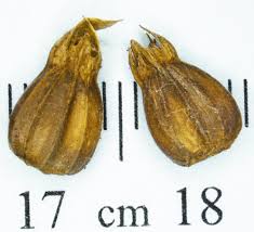 Attēlu rezultāti vaicājumam “Carpinus betulus fruit”