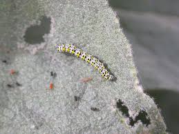 Attēlu rezultāti vaicājumam “Cucullia verbasci”