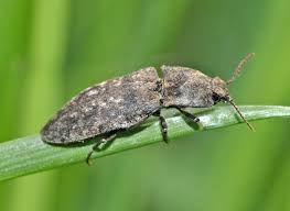 Attēlu rezultāti vaicājumam “Agrypnus murinus”