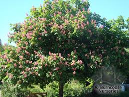 Attēlu rezultāti vaicājumam “Aesculus x neglecta flower”