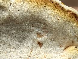 Attēlu rezultāti vaicājumam “Antrodiella serpula”