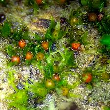 Attēlu rezultāti vaicājumam “Funariales”