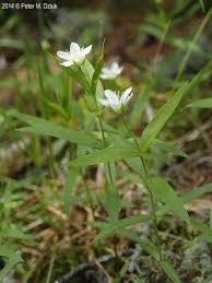 Attēlu rezultāti vaicājumam “Moehringia trinervia leaf”