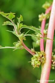 Attēlu rezultāti vaicājumam “Amaranthaceae”