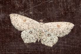 Attēlu rezultāti vaicājumam “Cyclophora pendularia”