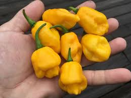 Afbeeldingsresultaat voor 7 pot hot pepper