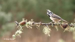 Attēlu rezultāti vaicājumam “Lophophanes cristatus”