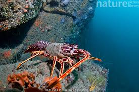 Image result for Palinurus elephas