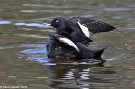 Attēlu rezultāti vaicājumam “Melanitta fusca”