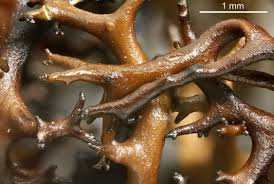 Attēlu rezultāti vaicājumam “Cetraria aculeata”