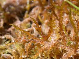 Attēlu rezultāti vaicājumam “Drepanocladus aduncus”