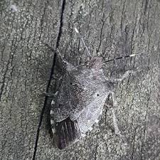 Attēlu rezultāti vaicājumam “Troilus luridus”