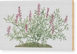 Attēlu rezultāti vaicājumam “Fumaria officinalis leaf”