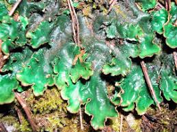 Attēlu rezultāti vaicājumam “Peltigera malacea”