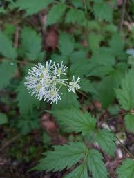 Attēlu rezultāti vaicājumam “Actaea spicata flower”
