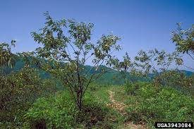 Attēlu rezultāti vaicājumam “Licea castanea macro”