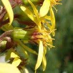 Attēlu rezultāti vaicājumam “Ligularia sibirica flower”
