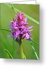 Attēlu rezultāti vaicājumam “Dactylorhiza traunsteineri”