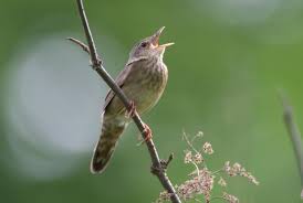 Image result for Locustella fluviatilis