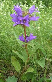 Attēlu rezultāti vaicājumam “Campanula glomerata leaf”