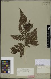 Image result for Thaddus Haenke