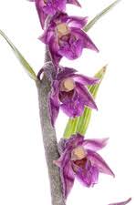 Attēlu rezultāti vaicājumam “Epipactis atrorubens”