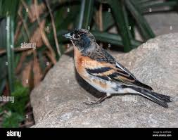 Image result for Fringilla montifringilla
