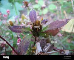 Attēlu rezultāti vaicājumam “Bidens tripartita leaf”