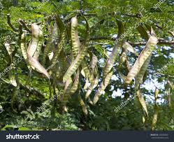 Attēlu rezultāti vaicājumam “Gleditsia triacanthos fruit”
