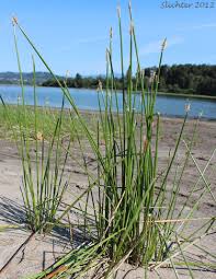 Attēlu rezultāti vaicājumam “Eleocharis palustris”
