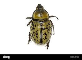 Attēlu rezultāti vaicājumam “Osmoderma barnabita imago”