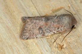 Attēlu rezultāti vaicājumam “Orthosia incerta”