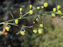 Image result for Artemisia gmelinii