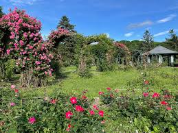 Image result for Thorn Park L T C