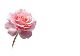 Image result for FOTO ROSA