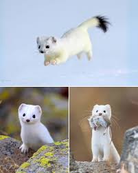 Attēlu rezultāti vaicājumam “Mustela erminea”