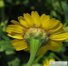 Image result for Chrysanthemum segetum